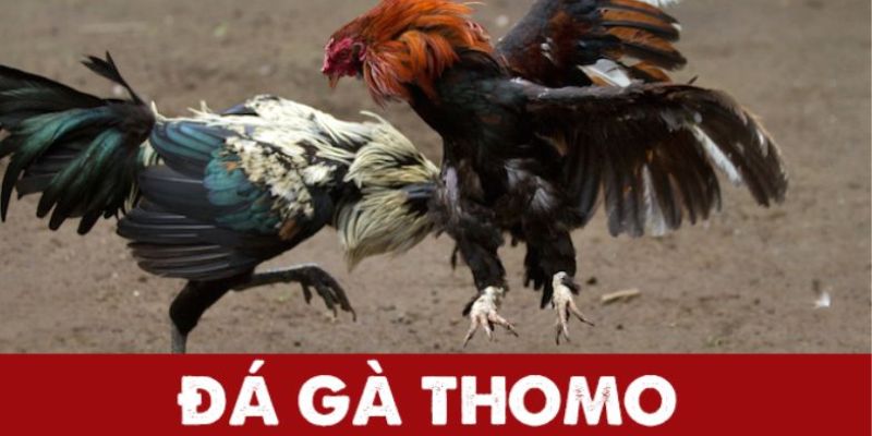 Tổng quan nhanh những nét chính về đá gà Thomo