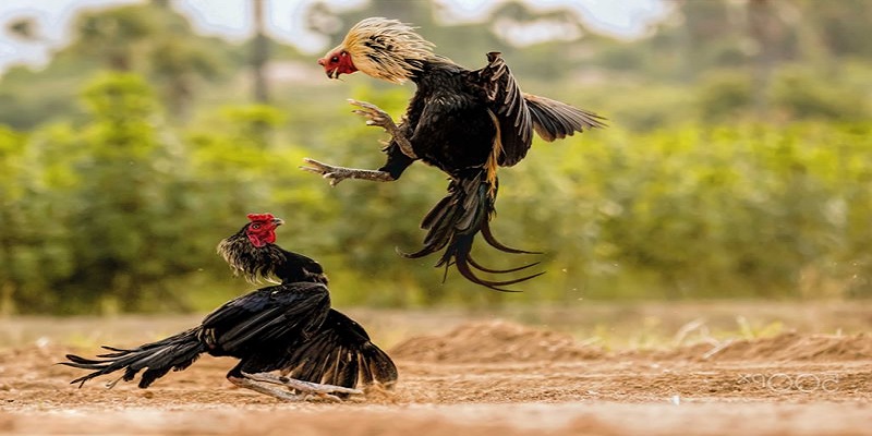 Bật mí chiến thuật chơi đá gà hay